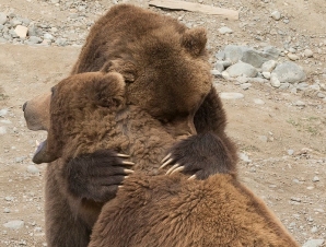 Bears Hugging
